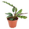 rattlesnake plant size, rattlesnake plant flower, how big does a rattlesnake plant get, rattlesnake plant sunlight, rattlesnake plant light needs, rattlesnake plant light requirements, best soil for rattlesnake plant