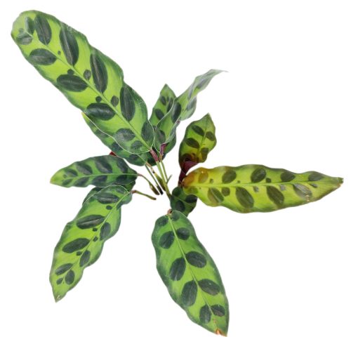 4calathealancifoliarattlesnake 1