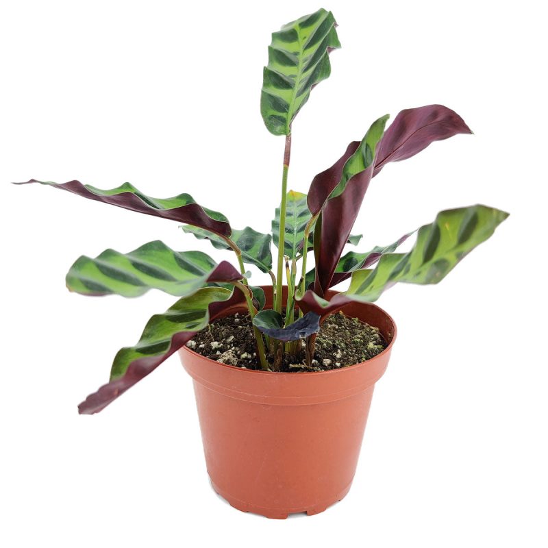 4calathealancifoliarattlesnake 2