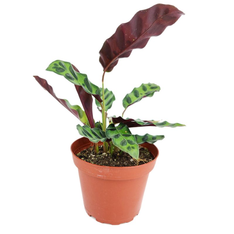 4calathealancifoliarattlesnake 4