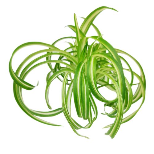 curly spider plant for sale (near me), buy bonnie curly spider plant, chlorophytum comosum, hanging spider plant, spider plant hanging basket, spider plant clean air, spider plant air purifying, best house plant for clean air, curly leaf spider plant, indoor hanging plant, indoor plant hanging ideas - easy care house plant