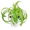 curly spider plant for sale (near me), buy bonnie curly spider plant, chlorophytum comosum, hanging spider plant, spider plant hanging basket, spider plant clean air, spider plant air purifying, best house plant for clean air, curly leaf spider plant, indoor hanging plant, indoor plant hanging ideas - easy care house plant