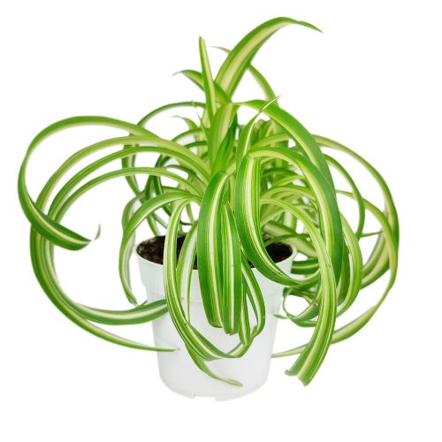 curly spider plant for sale (near me), buy bonnie curly spider plant, chlorophytum comosum, hanging spider plant, spider plant hanging basket, spider plant clean air, spider plant air purifying, best house plant for clean air, curly leaf spider plant, indoor hanging plant, indoor plant hanging ideas - easy care house plant