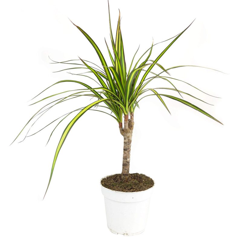 dracaena marginata, dracaena marginata plant, dracaena marginata sunray, dracaena marginata sunray care, dracaena marginata cane, how to care for dracaena marginata, dracaena marginata plant care