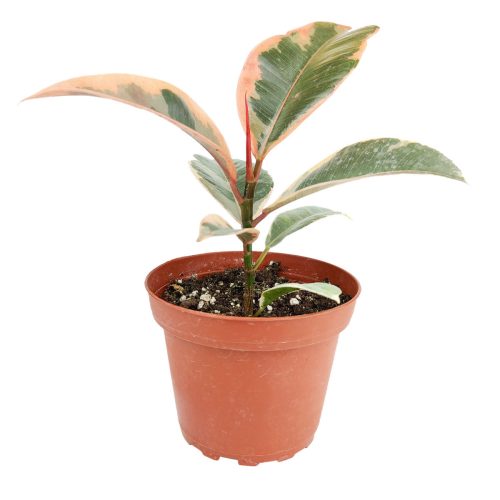 Ficus Elastica Ruby Pink Rubber Tree Delivery, Easy to care houseplant for beginner, Best Feng Shui Plants for your home office, how to care for ficus houseplant