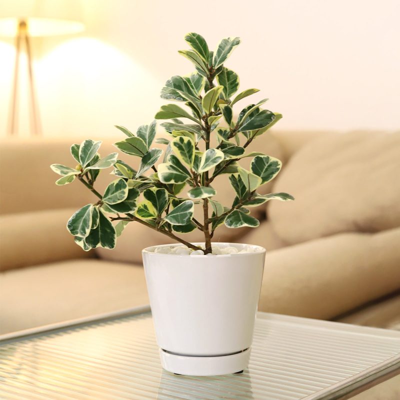 rare houseplant, Variegated Ficus Triangularis, Ficus Houseplant, how to care for ficus variegated, easy to care indoor plant