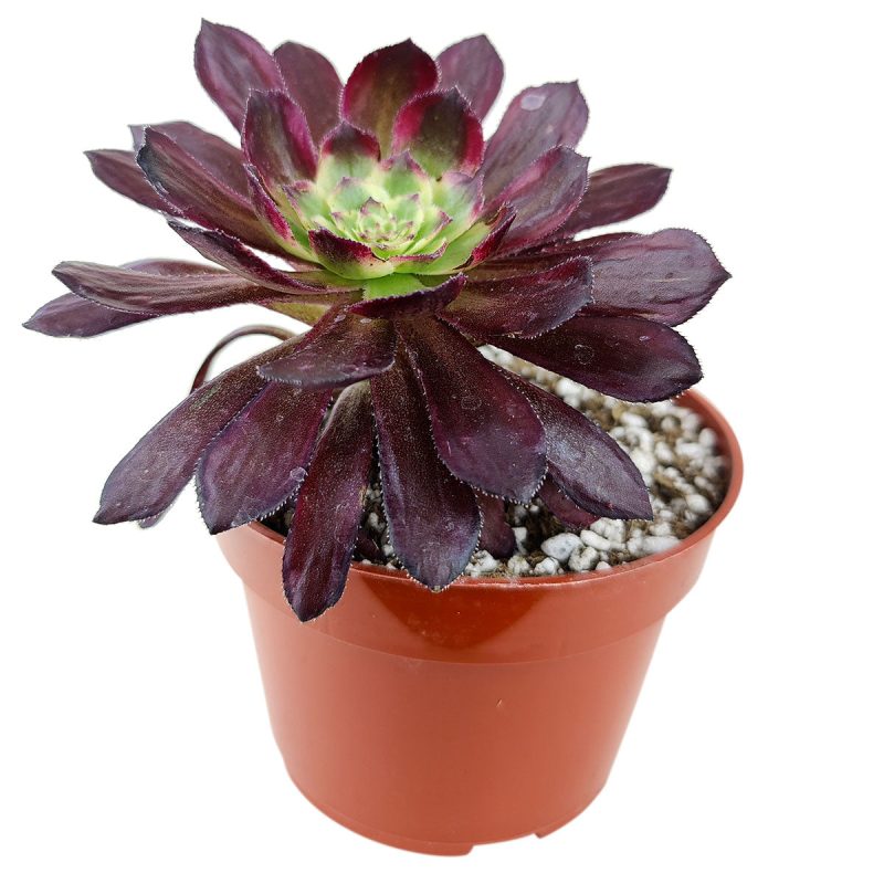 Aeonium Mardi Gras, Succulents, succulent care guide, Succulents shop near me, succulent care, succulents store in CA, succulents garden, succulent plant, monthly succulents, Aeonium Mardi Gras in California, How to grow Aeonium Mardi Gras