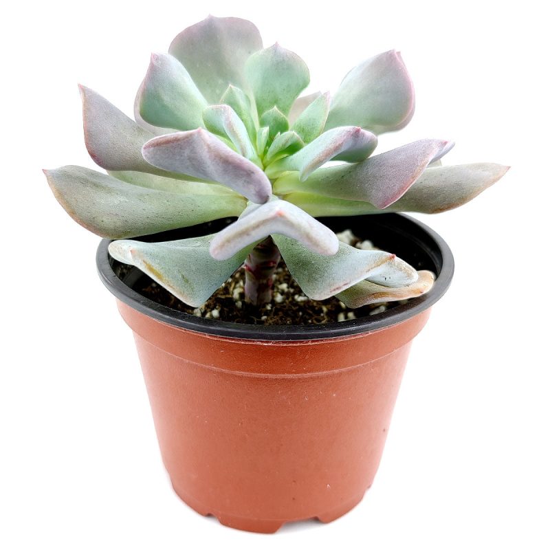 Echeveria Cubic Frost for sale, how to grow succulents, succulent care, succulent plant, succulents shop in California, Succulents, succulent subscription, succulents store in CA, cactus, Echeveria Cubic Frost in California, How to grow Echeveria Cubic Frost, How to care echeveria succulents for thanksgiving, Easter echeveria gift, echeveria, echeveria succulent, echeveria types, succulent echeveria, buy succulents online, succulent shop, succulent store, echeveria plant