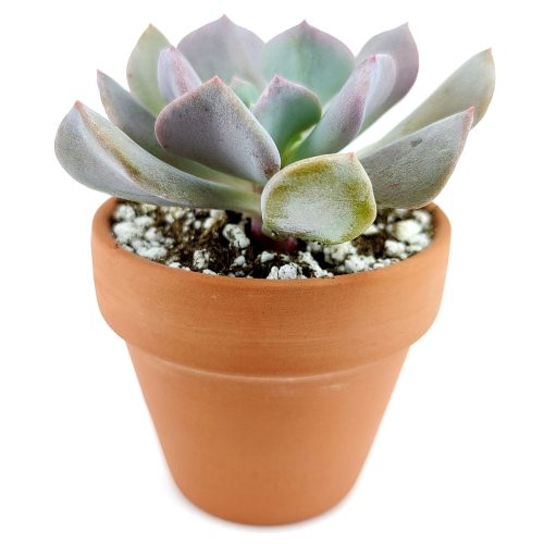 Echeveria Cubic Frost for sale, how to grow succulents, succulent care, succulent plant, succulents shop in California, Succulents, succulent subscription, succulents store in CA, cactus, Echeveria Cubic Frost in California, How to grow Echeveria Cubic Frost, How to care echeveria succulents for thanksgiving, Easter echeveria gift, echeveria, echeveria succulent, echeveria types, succulent echeveria, buy succulents online, succulent shop, succulent store, echeveria plant