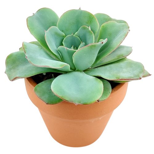 Echeveria Atlantis for sale, Succulents, indoor succulents, succulent care, succulent plant, succulents shop in California, monthly succulents, Echeveria Atlantis in California, How to grow Echeveria Atlantis, Echeveria for thanksgiving, How to care echeveria succulents, Easter echeveria gift, Echeveria gift for thanksgiving, Easter eggs echeveria, indoor succulents, echeveria, echeveria succulent, echeveria types, succulent echeveria, buy succulents online, succulent shop, succulent store, echeveria plant