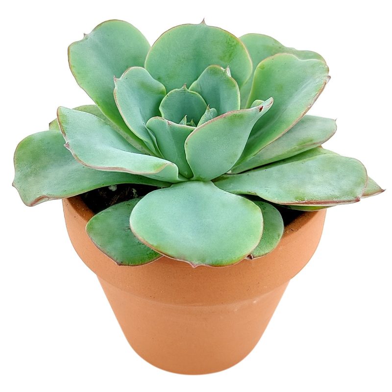 Echeveria Atlantis for sale, Succulents, indoor succulents, succulent care, succulent plant, succulents shop in California, monthly succulents, Echeveria Atlantis in California, How to grow Echeveria Atlantis, Echeveria for thanksgiving, How to care echeveria succulents, Easter echeveria gift, Echeveria gift for thanksgiving, Easter eggs echeveria, indoor succulents, echeveria, echeveria succulent, echeveria types, succulent echeveria, buy succulents online, succulent shop, succulent store, echeveria plant