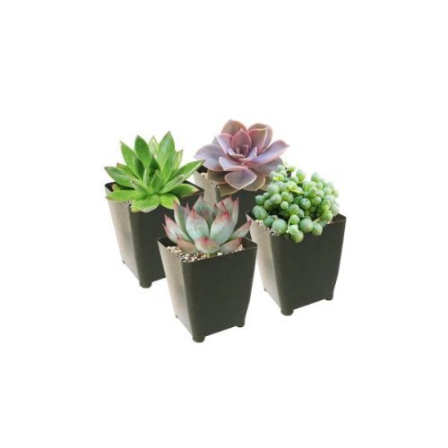 Best Succulents Pack for Beginners, Real Live Potted Succulents, Succulent Plants for beginners, Succulents Pack for sale, Assorted succulents for sale