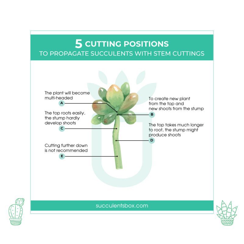 5 cutting positions