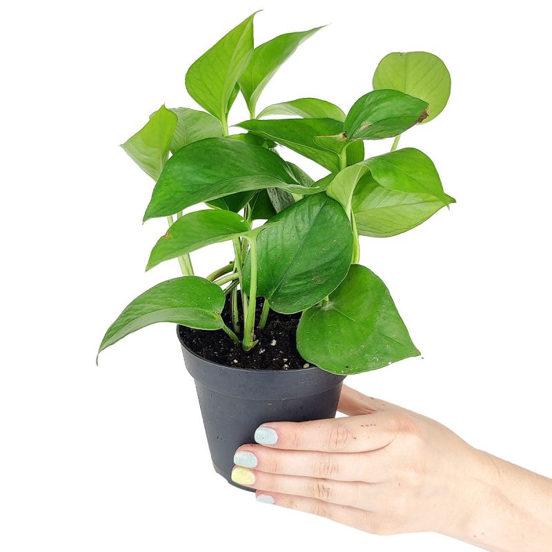 Epipremnum aureum 'Jade', Pothos Jade care guide, houseplant for beginners and busy people, houseplant for low-light rooms