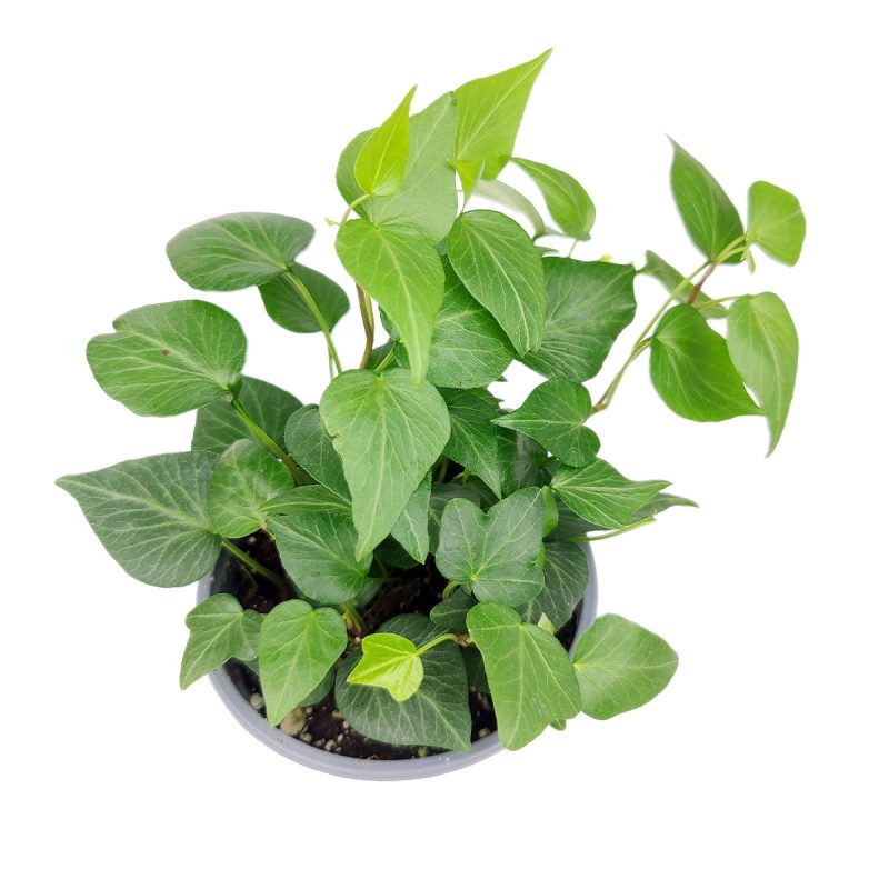 Ivy Hedera Plant, easy care and low light houseplant, best trailing plant for home and office