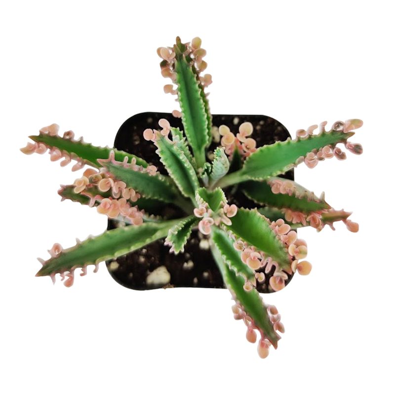 Mother of Thousands Care, succulents garden, Succulents shop near me, Rare succulents, Succulents, succulents shop in California, cactus, how to grow succulents, succulent care tips, Mother of Thousands in California, How to grow Mother of Thousands, Variegated mother of thousands