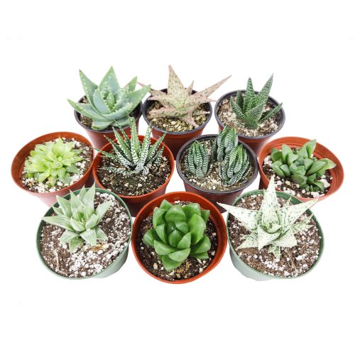 Live Haworthia Aloe Agave Gasteria Assorted Pack for sale, A Variety of Healthy Live Haworthia Aloe Agave Gasteria Succulent Plant, Colorful Haworthia Aloe Agave Gasteria Gift Ideas, How to care for Haworthia Aloe Agave Gasteria Succulent, How to grow Haworthia Aloe Agave Gasteria Succulent Indoor, Haworthia Aloe Agave Gasteria, buy succulents online, succulent shop, succulent store, Haworthia Aloe Agave Gasteria plant, indoor succulents