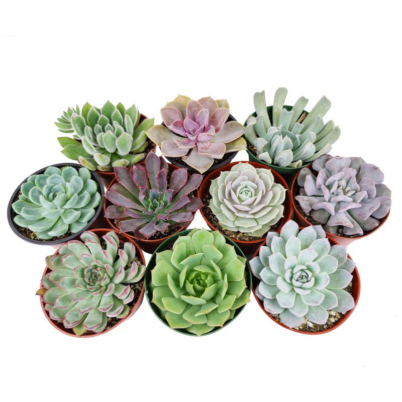 echeveria, echeveria succulent, echeveria types, buy succulents online, indoor succulents, Wedding rosette succulents for sale, Where to buy succulents for your wedding, Echeveria rosette succulent for wedding