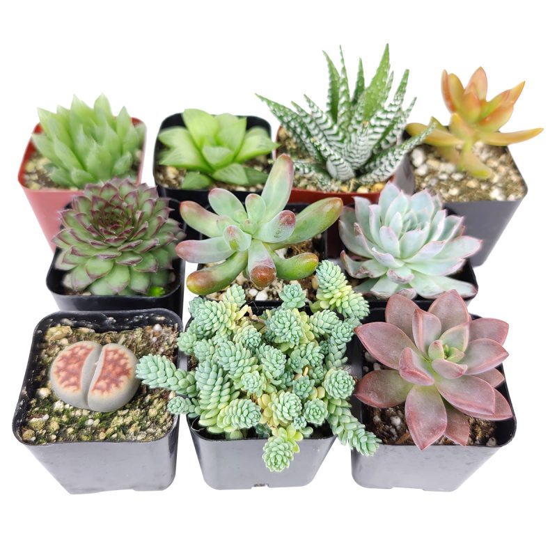 Pet-friendly Succulent Pack for sale, Pet Safe Non Toxic Succulent Collection, Non-Toxic Succulents for Pets