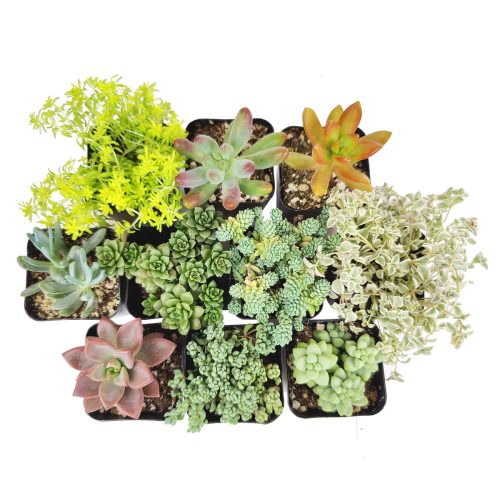 Live Sedum Assorted Pack for sale, A Variety of Healthy Live Sedum Succulent Plant, Colorful Sedum Gift Ideas, How to care for Sedum Succulent, How to grow Sedum Succulent Indoor, Sedum, Sedum succulent, Sedum types, succulent Sedum, buy succulents online, succulent shop, succulent store, Sedum plant, indoor succulents