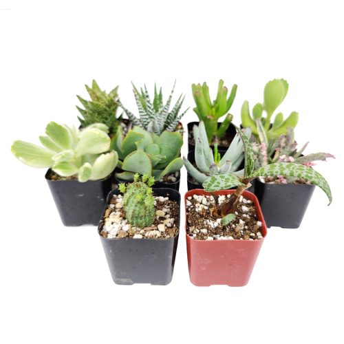 Live Unique Succulent Assorted Pack for sale, A Variety of Healthy Live Unique Succulent Plant, Colorful Unique Succulent Gift Ideas, How to care for Unique Succulent, How to grow Unique Succulent Indoor, Unique Succulent, unique succulent types, succulent unique, buy succulents online, succulent shop, succulent store, unique succulent plant, indoor succulents