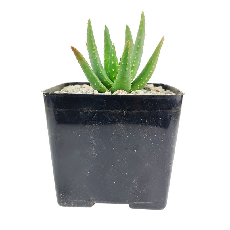 Aloe Dichotoma, Aloe plants, Aloe Dichotoma succulent, Aloe Dichotoma care, how to care for Aloe Dichotoma, Aloe Dichotoma for sale, Aloe Dichotoma near me