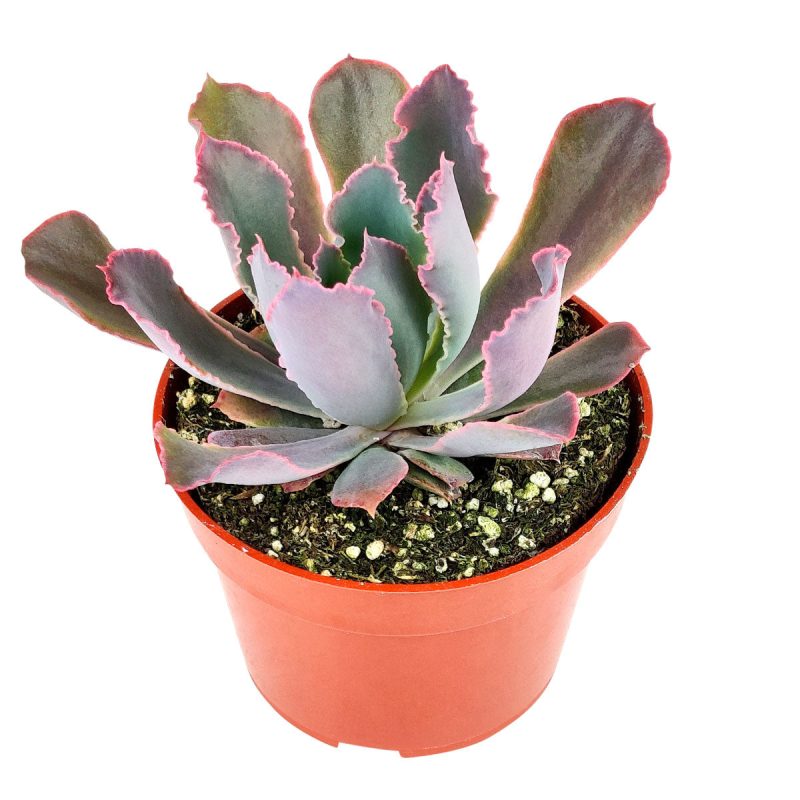 Echeveria neon breaker for sale, succulent plant, Succulents shop near me, succulents garden, succulent care, succulents shop in California, Echeveria Neon Breaker in California, How to grow Echeveria Neon Breaker, Succulents for thanksgiving, Thanksgiving succulents gift, Easter succulents idea, Growing succulents for thanksgiving, echeveria, echeveria succulent, echeveria types, succulent echeveria, buy succulents online, succulent shop, succulent store, echeveria plant, indoor succulents