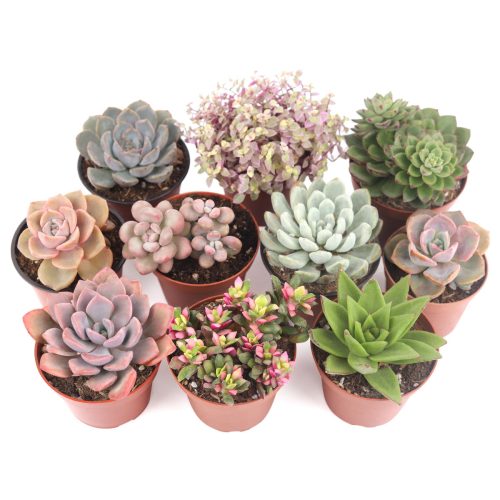 Succulent Plant Gift Ideas For Valentine's Day, Best Valentine Gifts 2024, Unique DIY Valentine's Day Gifts For That Special Someone, Rosette shaped succulent assorted pack, Succulent assorted pack perfect for weddings, Purple and pink succulent pack for wedding plan