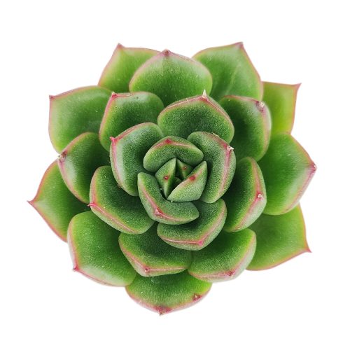 echeveria, echeveria succulent, rosette succulent, echeveria cris, colorful succulent plants