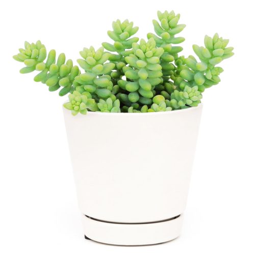 sedum donkey's tail, sedum burrito, succulents garden, how to grow succulents, monthly succulents, cactus, Succulents, succulent care guide, succulents store in CA, indoor succulents, sedum donkey's tail in California, How to grow sedum donkey's tail, Indoor Succulents