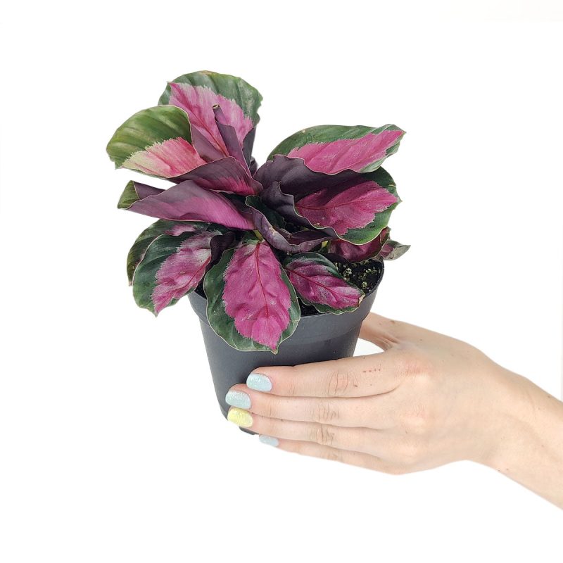 Calathea Rosy, how to care for Calathea plant, pink Calathea,, Calathea Roseopicta