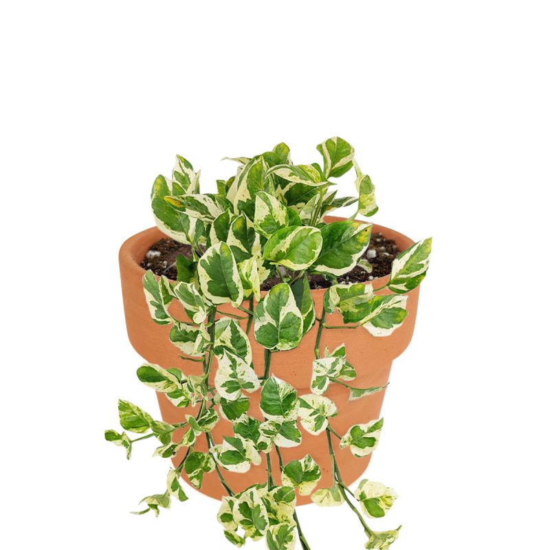 Pothos N'joy Hanging Basket, how to care for Pothos N'joy, variegated houseplants, indoor vining houseplant