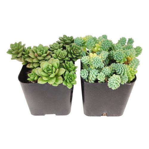 Live Sedum Assorted Pack for sale, A Variety of Healthy Live Sedum Succulent Plant, Colorful Sedum Gift Ideas, How to care for Sedum Succulent, How to grow Sedum Succulent Indoor, Sedum, Sedum succulent, Sedum types, succulent Sedum, buy succulents online, succulent shop, succulent store, Sedum plant, indoor succulents