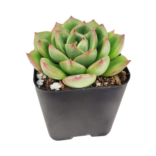 echeveria, echeveria succulent, rosette succulent, echeveria cris, colorful succulent plants, buy echeveria succulent online