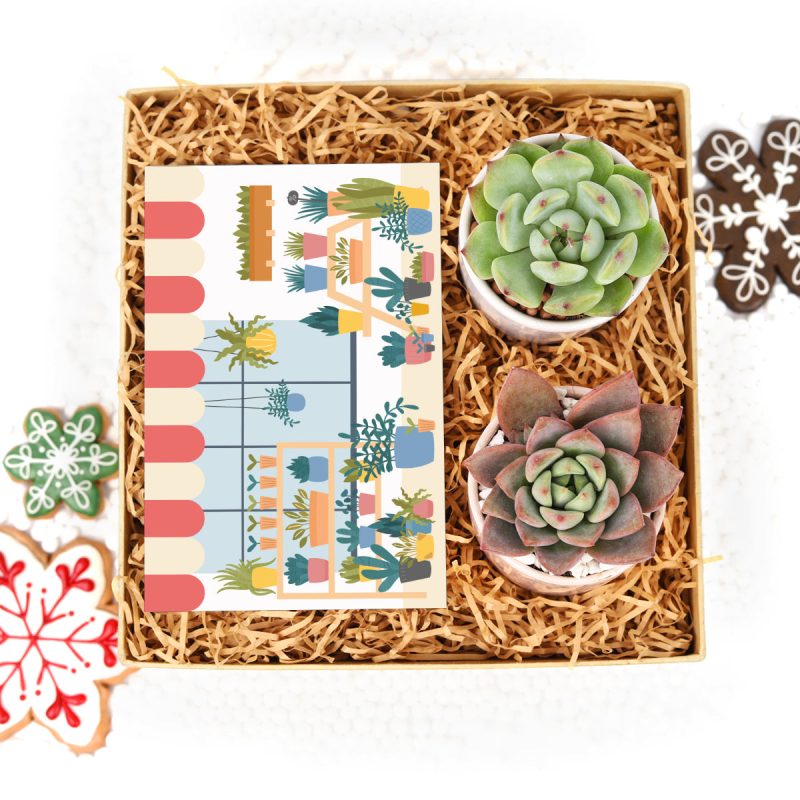 EcoFriendly Succulent Gift Box for Employee, Corporate Gift Succulents For Sale Online, Succulent Thank You Gift Ideas, Thank you gift for your staff in 2022, Customizable Gift Boxes for employees and clients, Office gift for employees, Employee appreciation day 2022 ideas, Succulent Plants for Clients & Employees for sale