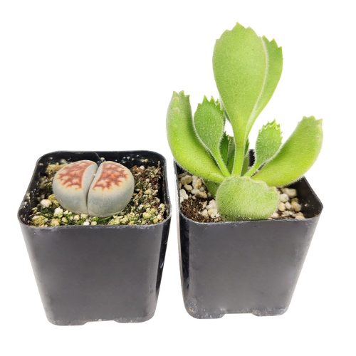 Live Unique Succulent Assorted Pack for sale, A Variety of Healthy Live Unique Succulent Plant, Colorful Unique Succulent Gift Ideas, How to care for Unique Succulent, How to grow Unique Succulent Indoor, Unique Succulent, unique succulent types, succulent unique, buy succulents online, succulent shop, succulent store, unique succulent plant, indoor succulents