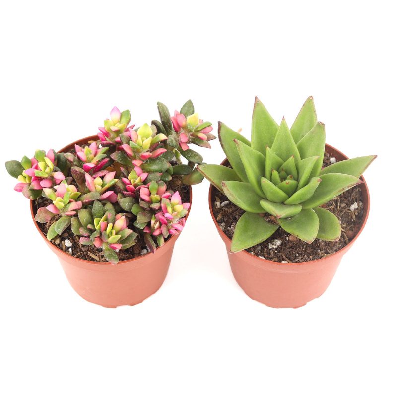 Valentine Succulent Box, Succulent Plant Gift Ideas For Valentine's Day, Best Valentine Gifts 2024, Rosette shaped succulent assorted pack, Buy asorted succulents for wedding favors