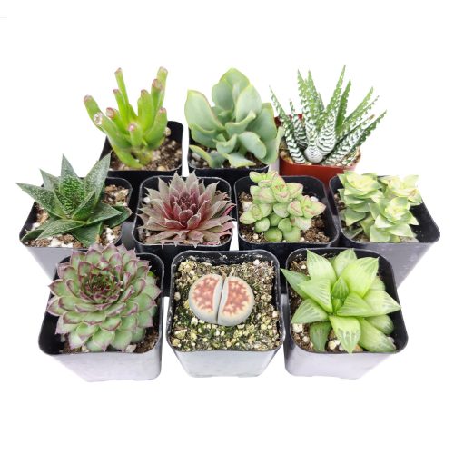 indoor succulent plants, indoor succulent plants for sale, buy indoor succulent plant, succulent pack for sale online, best indoor plants, types of succulent plants indoor, indoor house plants, low light indoor plants, low maintenance plants, easyplant