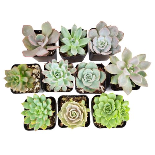 Live Echeveria Assorted Pack for sale, A Variety of Healthy Live Echeveria Succulent Plant, buy succulents online, succulent store, echeveria plant, Where to buy succulents for your wedding, Rosette shaped succulent assorted pack, Best echeveria succulents for wedding arrangements