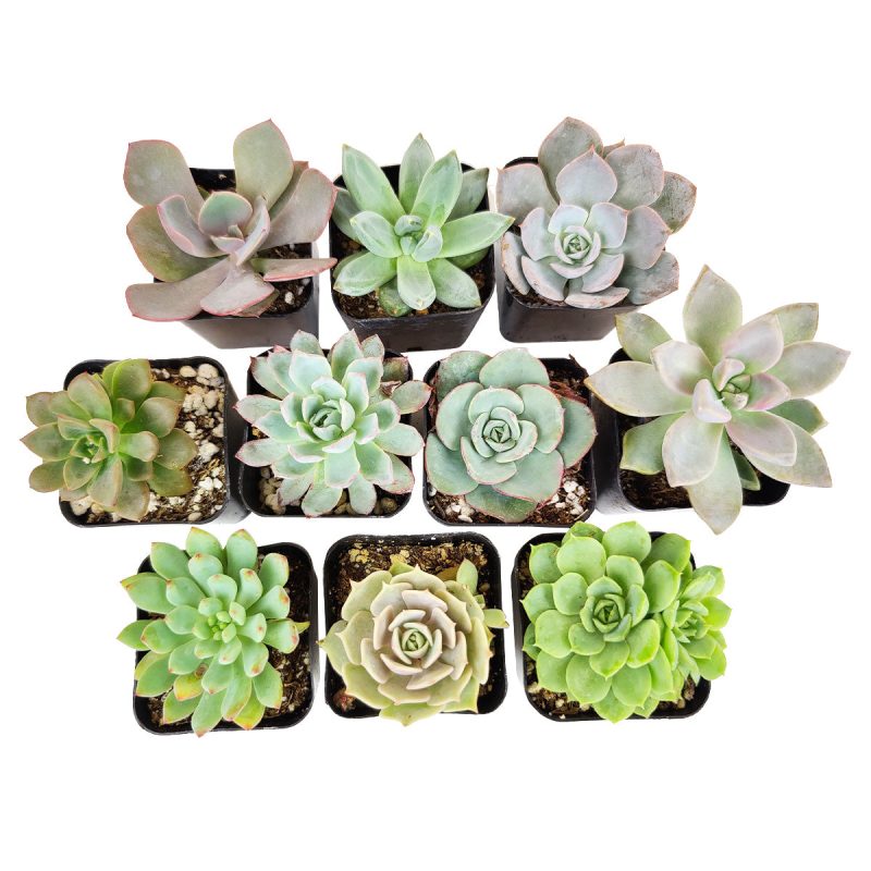 Live Echeveria Assorted Pack for sale, A Variety of Healthy Live Echeveria Succulent Plant, buy succulents online, succulent store, echeveria plant, Where to buy succulents for your wedding, Rosette shaped succulent assorted pack, Best echeveria succulents for wedding arrangements