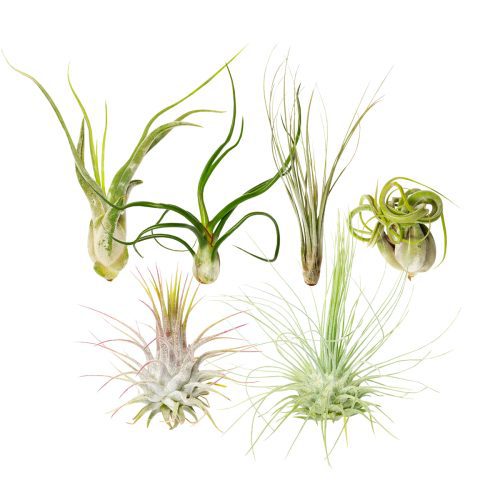 Assorted Collection of Live Air Plants Randomly Picked, Set of Live Air Plants, Air Plants Gift Box, Air Plants Gift Ideas, Air Plants Decoration, Rare Air Plants for Sale