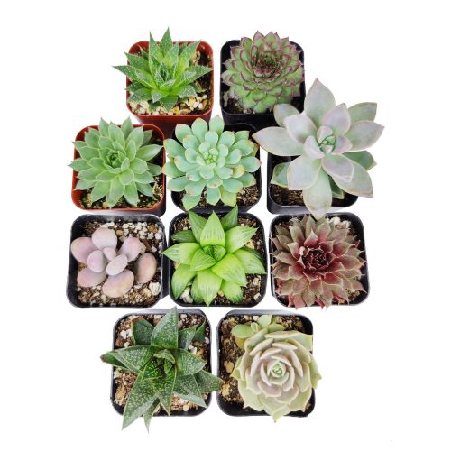 echeveria, echeveria succulent, echeveria types, succulent echeveria, buy succulents online, succulent shop, succulent store, echeveria plant, Rosette shaped succulent assorted pack, Types of rosette shaped succulents for wedding 