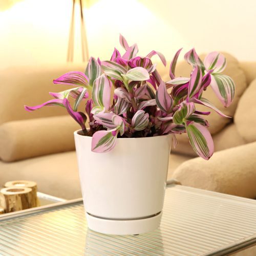 6in white TradescantiaNanouk 347992ca 9ccb 4e14 957e 72bc61be3338