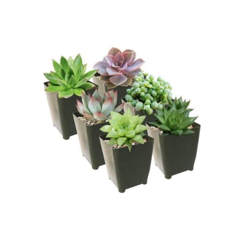 Best Succulents Pack for Beginners, Real Live Potted Succulents, Succulent Plants for beginners, Succulents Pack for sale, Assorted succulents for sale