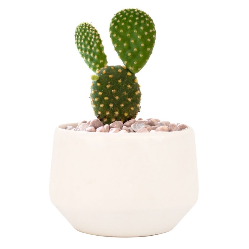 Live 2" Succulent with 3" Minimalistic Pot, Unique Succulent Gift Ideas, Succulent in white ceramic pots, Succulent Decor Ideas, 2 inch succulent pots for sale