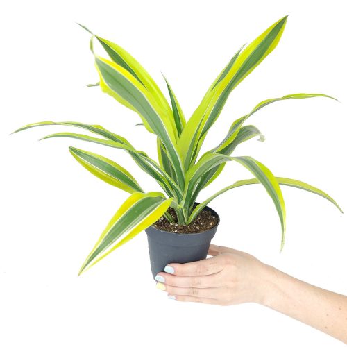 live plant gifts, Dracaena Lemon Lime delivery, buy Dracaena Lemon Lime online, easy & low light houseplant