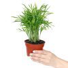 Areca palm, how to care for Areca palm, low light houseplants, easy to care for houseplants, plant decor ideas