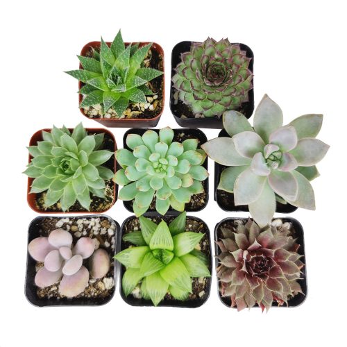 Radiant Rosette Collection of Live Succulent Plants, Radiant Rosette Shaped Succulent Pack for Sale Online, Wedding Succulent Favors, Where to buy succulents for your wedding, Rosette shaped succulent assorted pack, Different types of rosette succulents for sale 