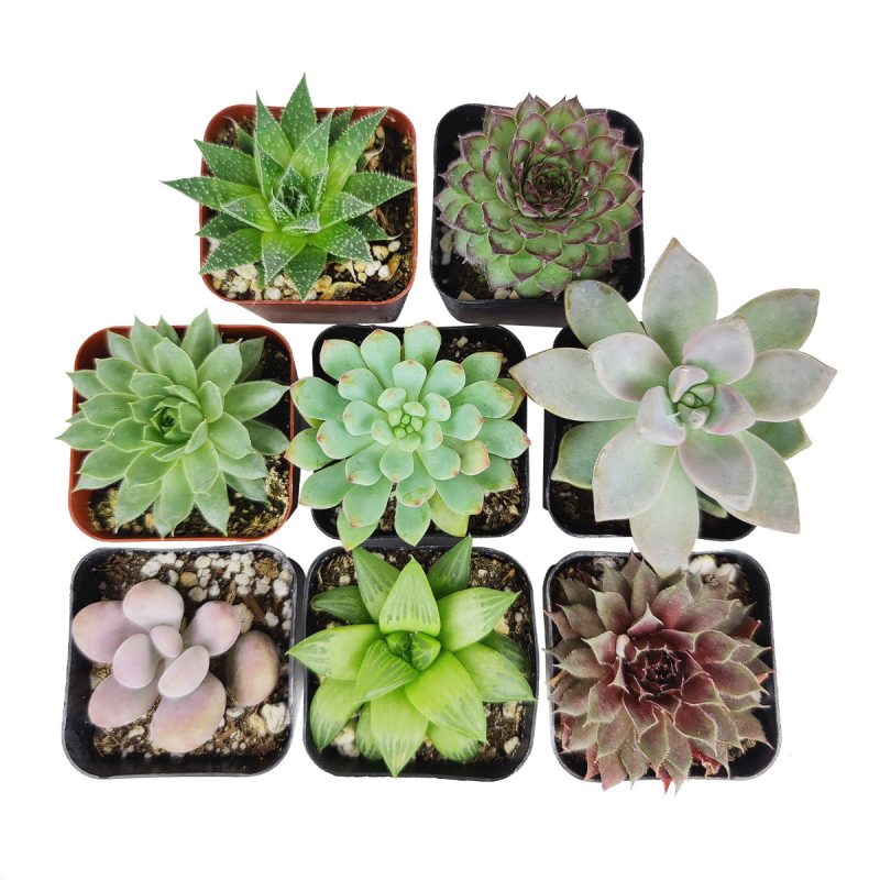 Radiant Rosette Collection of Live Succulent Plants, Radiant Rosette Shaped Succulent Pack for Sale Online, Wedding Succulent Favors, Where to buy succulents for your wedding, Rosette shaped succulent assorted pack, Different types of rosette succulents for sale