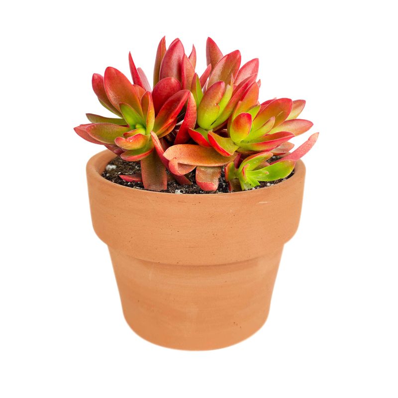 Crassula Campfire for Sale, succulents shop in California, succulent plant, succulent subscription, succulent care tips, indoor succulents, succulents garden, how to grow succulents